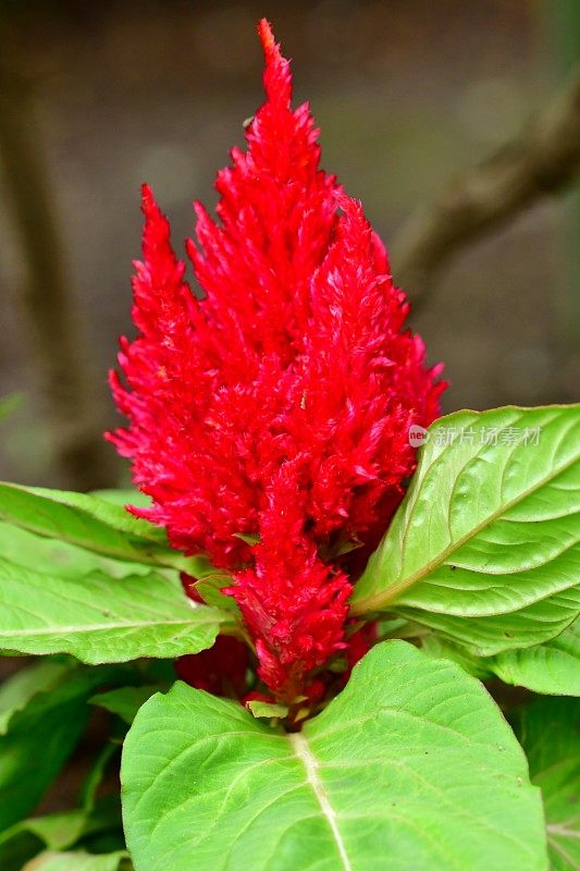 Celosia argentea / Celosia argentea '和服系列'